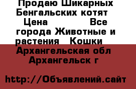 Продаю Шикарных Бенгальских котят › Цена ­ 17 000 - Все города Животные и растения » Кошки   . Архангельская обл.,Архангельск г.